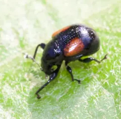 Red-shouldered Leaf Rolling Weevil thumbnail 4
