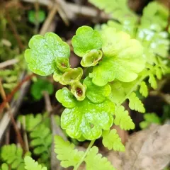 Iowa Golden-saxifrage thumbnail 3