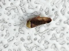 lime leafhopper thumbnail 3