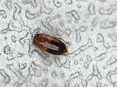 Hubbell's Predaceous Diving Beetle thumbnail 3