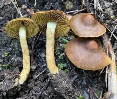 Cortinarius olivaceoluteus thumbnail 2