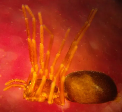 Scotinella sculleni