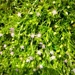 Saltmarsh Sand Spurry thumbnail 4