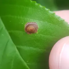 Cherry Shot Hole thumbnail 2