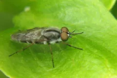 Ozodiceromyia argentata thumbnail 2
