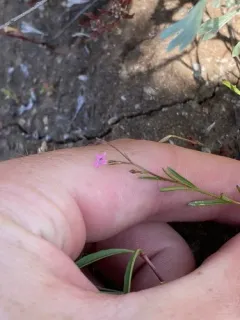 Alva Day's Pincushionplant thumbnail 2