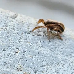 Caliscelis bonellii thumbnail 2