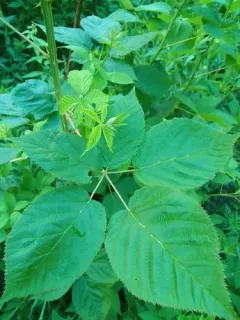 Mountain Blackberry thumbnail 3