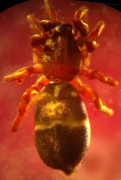 Micaria constricta thumbnail 2