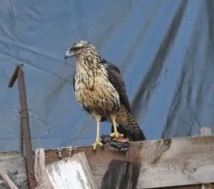 Great Black Hawk thumbnail 3