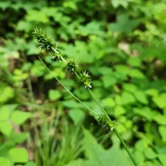 bur reed sedge thumbnail 4