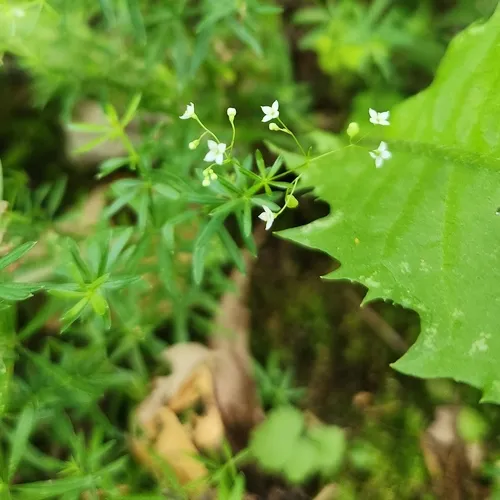 shining bedstraw