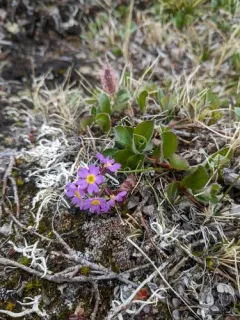 Slender Primrose thumbnail 3