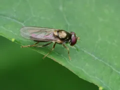 Yellow-shouldered Blacklet thumbnail 4