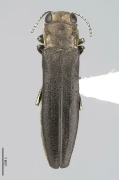 Maple Agrilus thumbnail 4