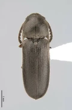 Microrhagus pectinatus thumbnail 2