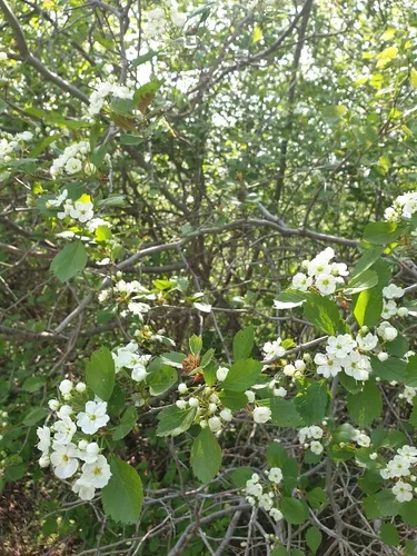 Dodge's Hawthorn
