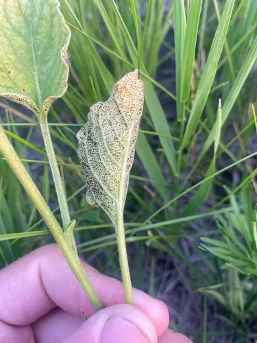 Puccinia physalidis