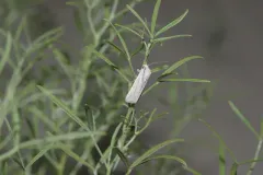 Dusky Dune Moth thumbnail 3