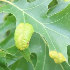 Oak Leaf Blister thumbnail 1