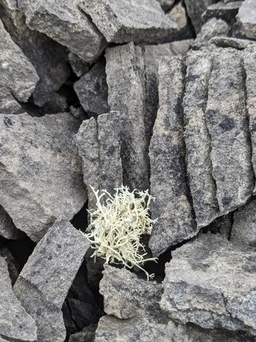 Arctic Oakmoss Lichen