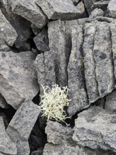 Arctic Oakmoss Lichen thumbnail 1