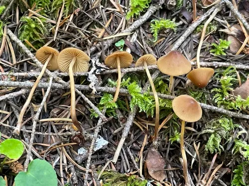 Conocybe coniferarum