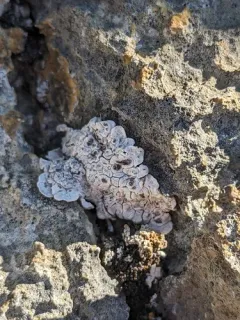 Desert Rockscab Lichen thumbnail 3