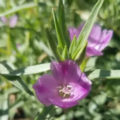 Winecup Clarkia thumbnail 3