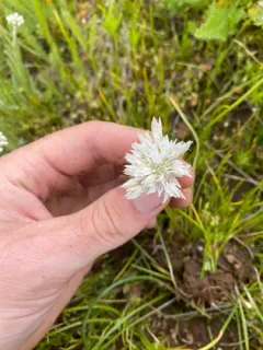 Mountain Swamp Onion thumbnail 2