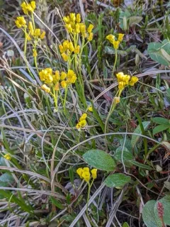 Pilose Draba thumbnail 3