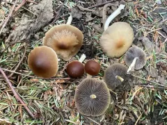 Psathyrella abieticola thumbnail 1