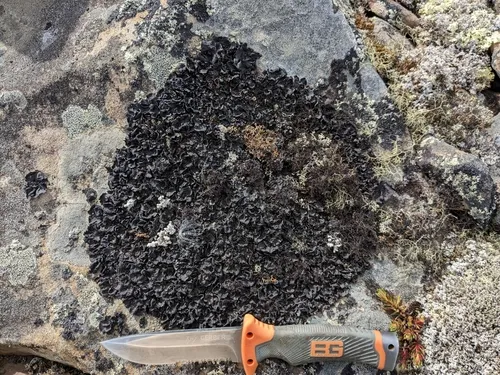 Carolina Rocktripe Lichen
