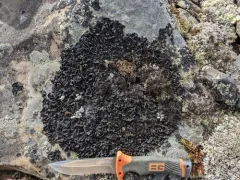 Carolina Rocktripe Lichen thumbnail 1