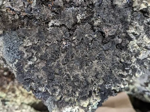 Scholander's Rag Lichen
