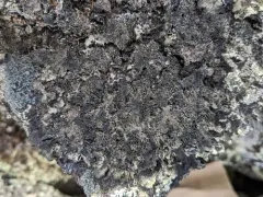 Scholander's Rag Lichen thumbnail 1