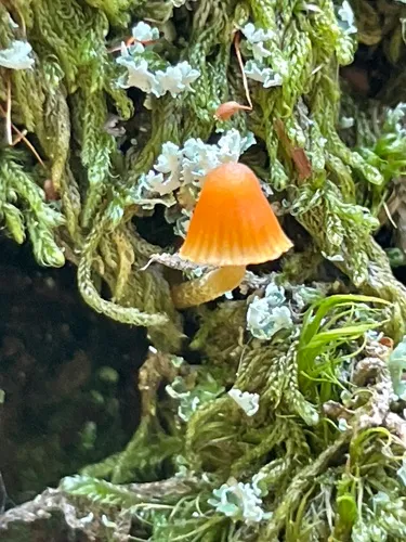 Tiny Bell