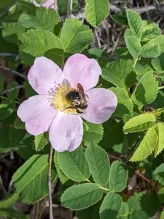 Andrena cyanura thumbnail 2