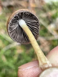 Psathyrella warrenensis thumbnail 4