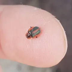 Striped Collops thumbnail 2