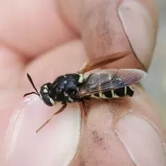 Stratiomys badia thumbnail 1