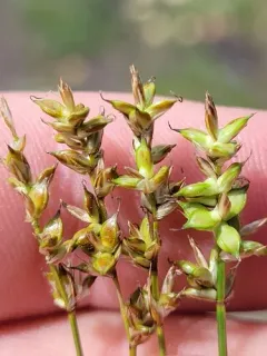 western valley sedge thumbnail 2