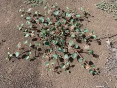 transmontane sand-verbena thumbnail 4