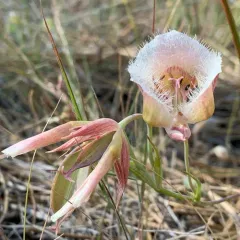 Cox's mariposa lily thumbnail 3