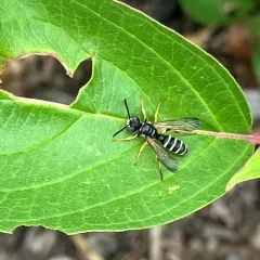Cerceris nigrescens thumbnail 4