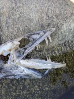 Longnose Lancetfish thumbnail 4