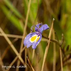Bach's calicoflower thumbnail 2