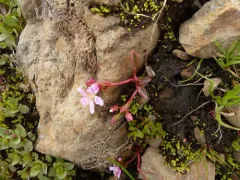 Sierra Springbeauty thumbnail 2