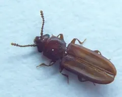 Pediacus stephani thumbnail 3