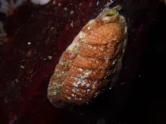 Grooved Chiton thumbnail 2